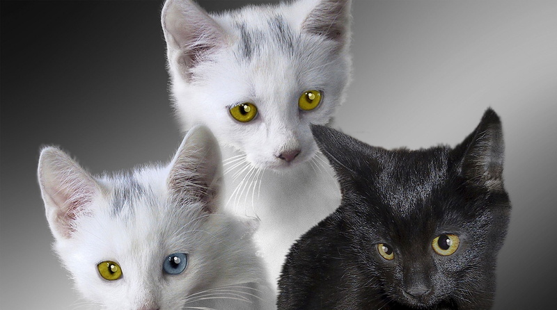 1080P, kitten, friends, animals, sweet, feline