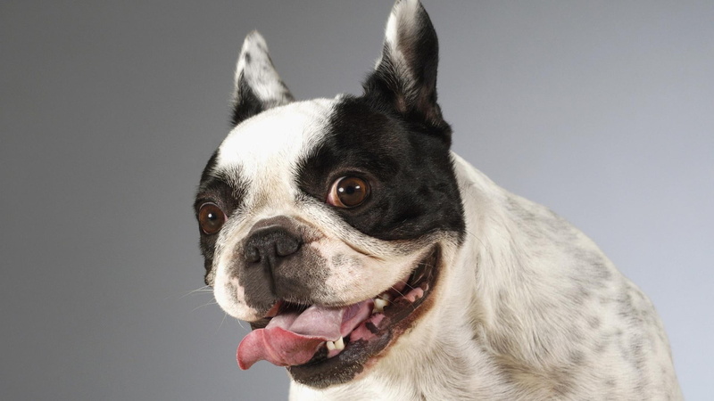 eye, chubby, animals, somewhat, look, breed, 1080P, dont, bulldog, right, lie