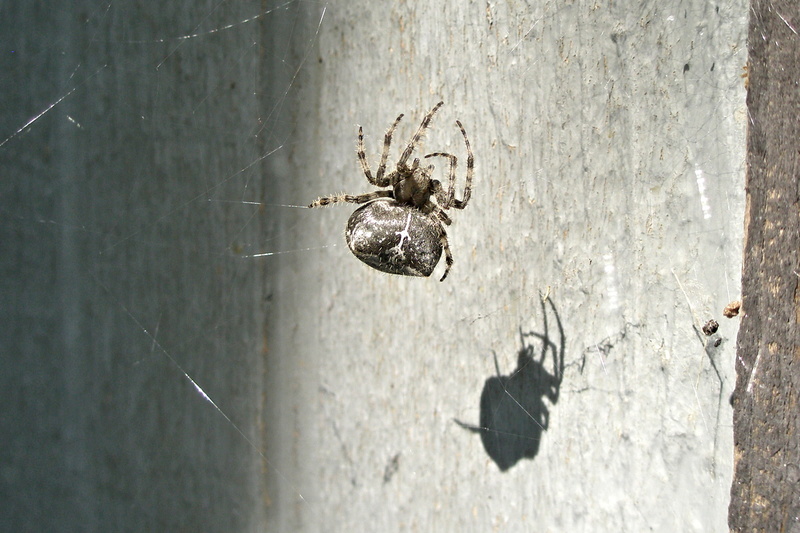 wall - building feature, outdoors, animal, orb, concrete, textured, spider web, insect, animals in the wild, orb spider, animal wildlife, no people, nature