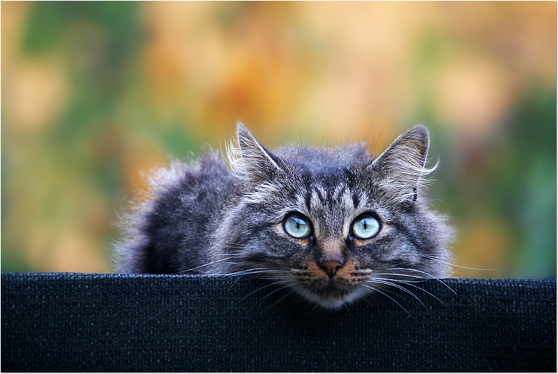 focus, animals, silver, cat, model, diamond, time, me  my, shallow, gear, bronze, shallow focus, platinum, gatti, relax, daytime, photography, Beauty, cats