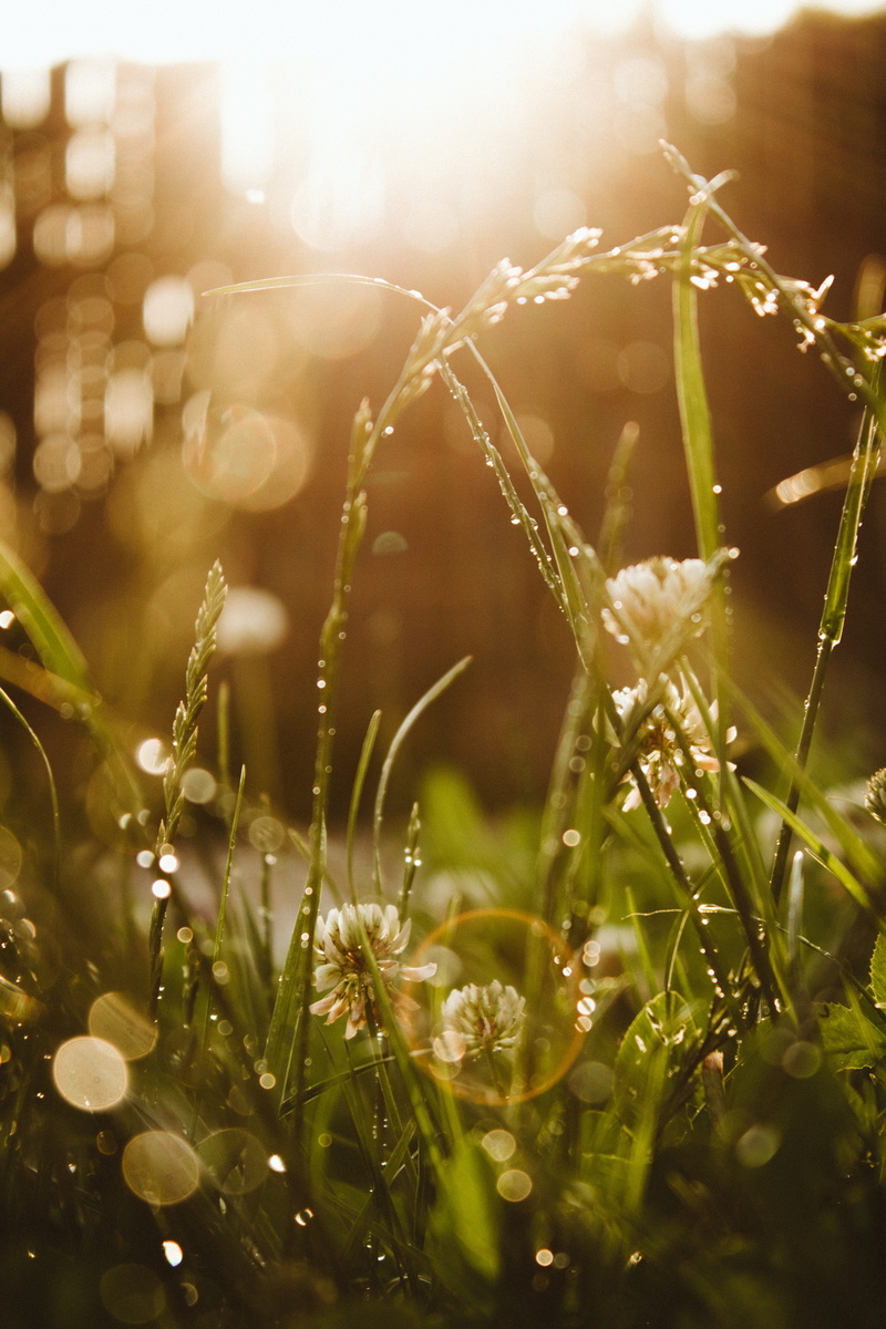 vulnerability, selective focus, rain, ivory, freshness, macro, dew, flowers, beauty in nature, Bokeh, nature, Rings, Lensflare, fragility, outdoors, sunlight