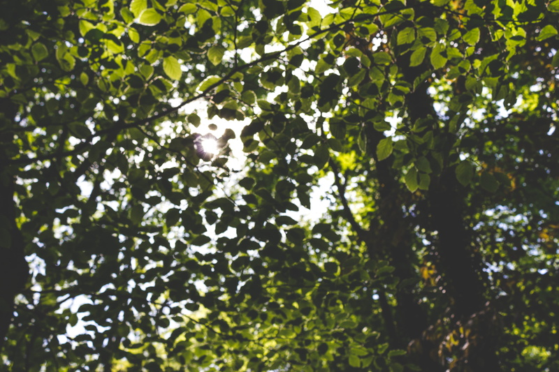 close-up, plant, food, summer, sun, no people, leaf, tranquility, day, lensflare, sunlight, beauty in nature, green color, outdoors, food and drink, plant part