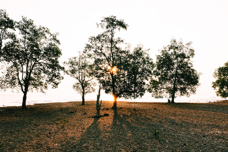 land, grass, 4K, landscape, trees, hope, travel, sun, day, beauty in nature, ko lanta district, flare, field, tree, clear sky, sky, tranquil scene, lensflare