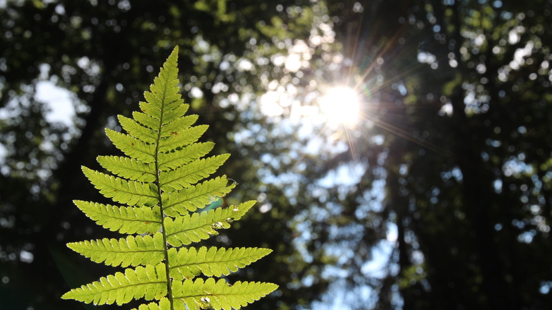 focus on foreground, sunbeam, 5K, light, growth, ellmau, tranquility, coniferous tree, lensflare, remote, sunny, plans, streaming, mountains, sunlight