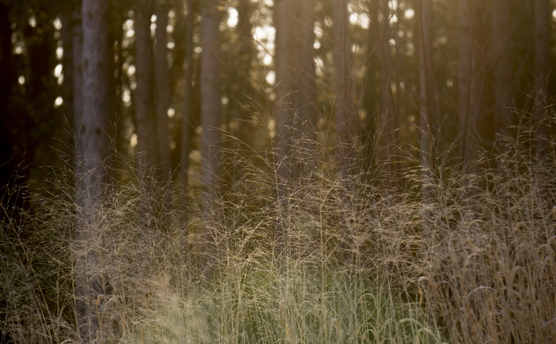 tranquility, united states, tree, scenics - nature, sparkle, 4K, riley trails park, beauty in nature, non-urban scene, sunrise, frost, no people, forest