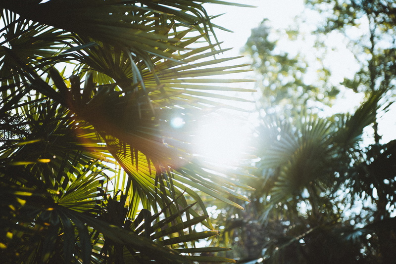 beach, bright, branch, tranquility, beauty, growth, light, palm tree, plant part, nature, coniferous tree, sunlight, plant, flare, summer, sun, solar flare