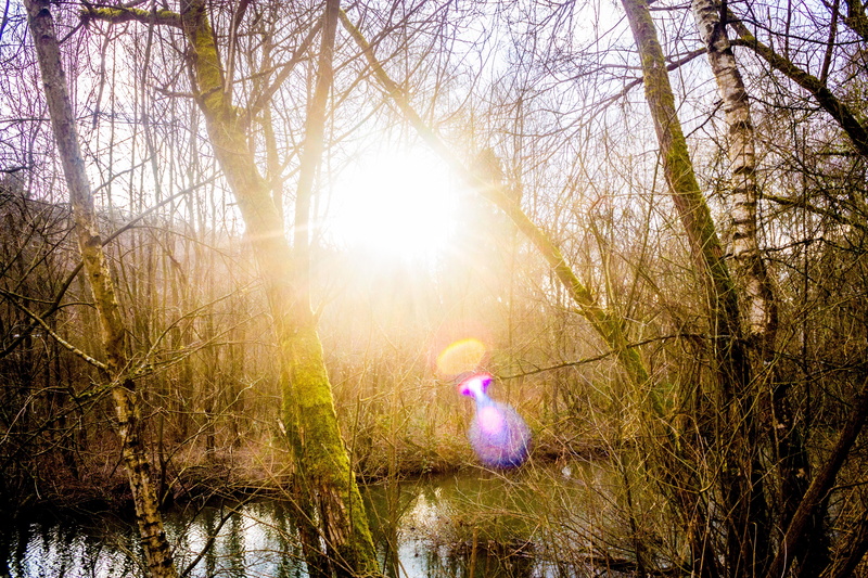 day, marsh, beauty in nature, land, sun, no people, pond, bog, tranquility, near, flare, bright, swamp, light, sunflare, non-urban scene, nature, branch