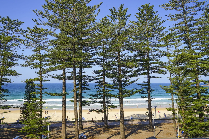 australia, tree, growth, non-urban scene, nature, tranquil scene, beach, branch, new south wales, idyllic, travel, beauty in nature, land, manly, scenics - nature