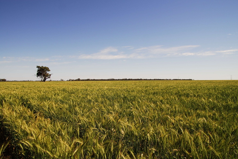 outdoors, cereal plant, plant, 2K, no people, tree, nature, wheat, agriculture, farm, new south wales, dubbo, green color, tranquil scene, sky, land, crop