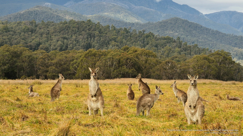 south, Animals, australia, new, grey, n, kosciuszko, p, wales, 2K, kangaroos, eastern