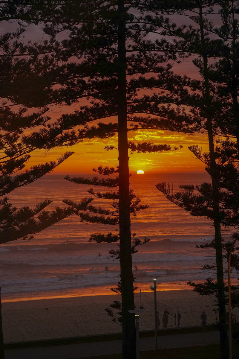 1080P, sea, environment, non-urban scene, travel, new south wales, plant, pine trees, sunset, outdoor, cloud - sky, sunrise, nature, australia, silhouette