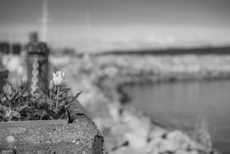 one animal, 5K, outdoors, animal themes, close-up, animals in the wild, plant, black and white, no people, animal wildlife, animal, sidney, water, seascape