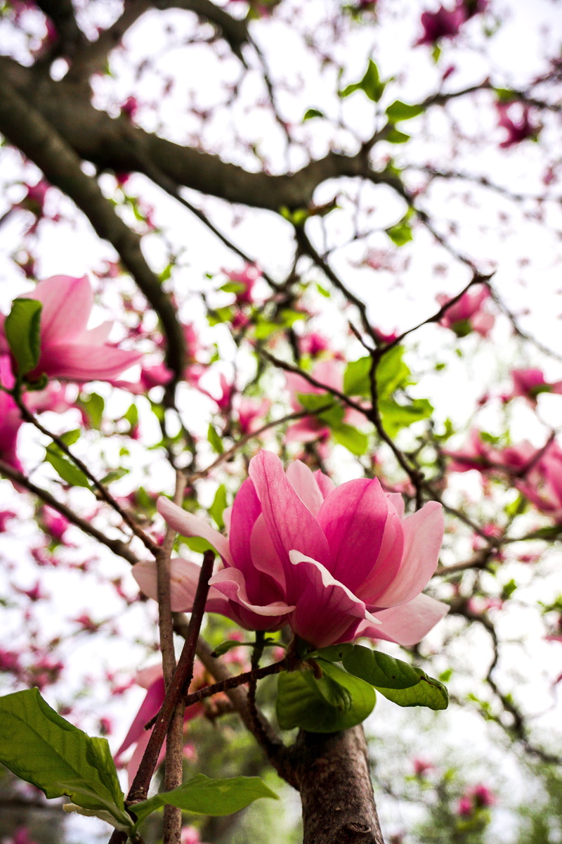 cherry blossom, united states, day, inflorescence, growth, petal, close-up, tree, pink color, blossom, flower head, springtime, flowering plant, flowering tree