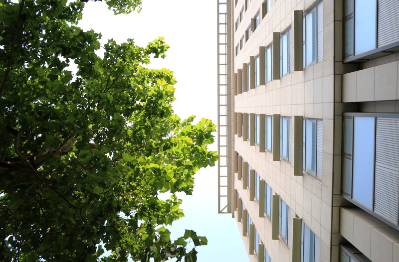 nature, leaf, green, sky, tree, day, window, building, school, architecture, green color, growth, outdoors, sunlight, white, office, 5K, china, hot, modern