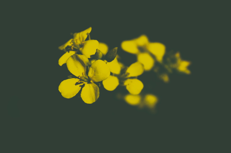 beauty, fade, 5K, flower, vietnam, flowering plant, copy space, vegetables, fade shadow, vulnerability, studio shot, darknes, plant, inflorescence, freshness