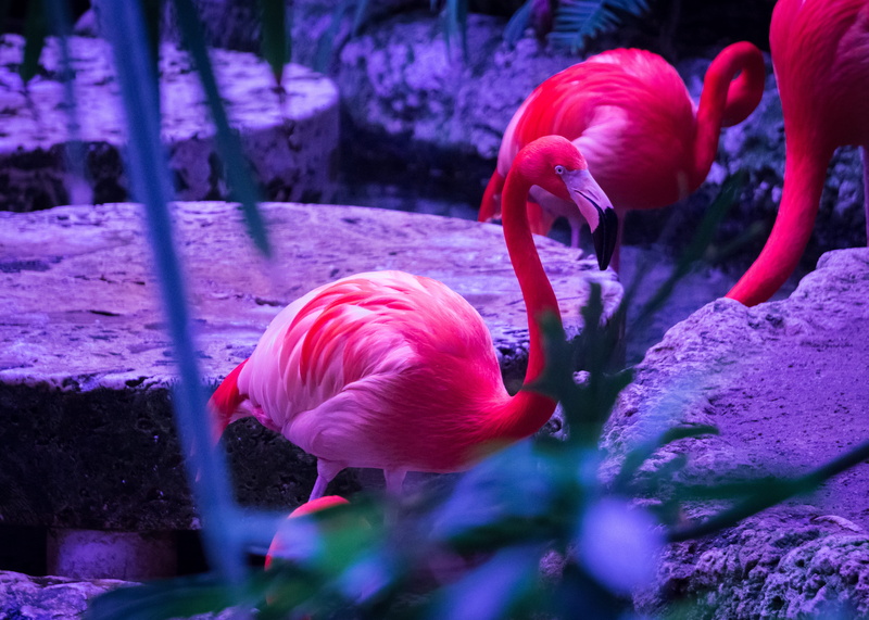 4K, sea life, vertebrate, flamingo, pink color, neon, beauty in nature, animal, photo, animal wildlife, no people, close-up, nature, water, underwater