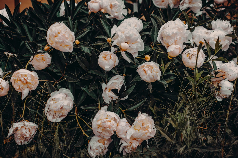 wheat, plants, green wood, beauty in nature, inflorescence, love, dark green, bokeh, freshness, white peonies, close-up, day, beautiful, violet flowers