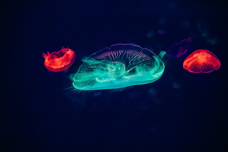 animal, animals in the wild, china, no people, purple, sea, tree, invertebrate, floating on water, digital, animal wildlife, jellyfishes, 5K, green, wheat