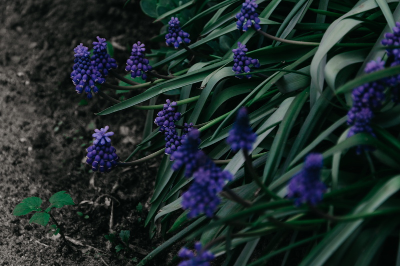dark green, fog, summer, flowerbed, blossom, freshness, love, tulips, close-up, flowers, purple, atmospheric evening, mother nature, atmospheric, petal