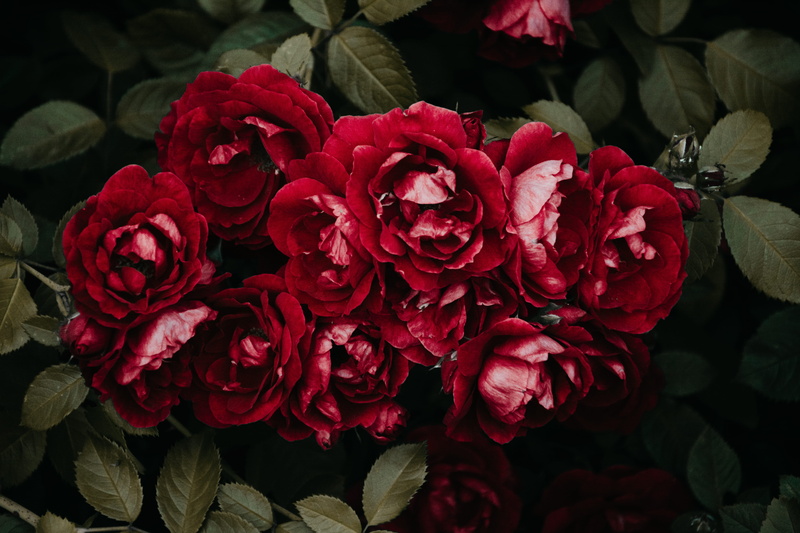 anniversary, blooming tree, decoration, dark green plant, tulip, close-up, first flower, pink flower, peony, celebration, petal, wood, rose - Flower, freshness
