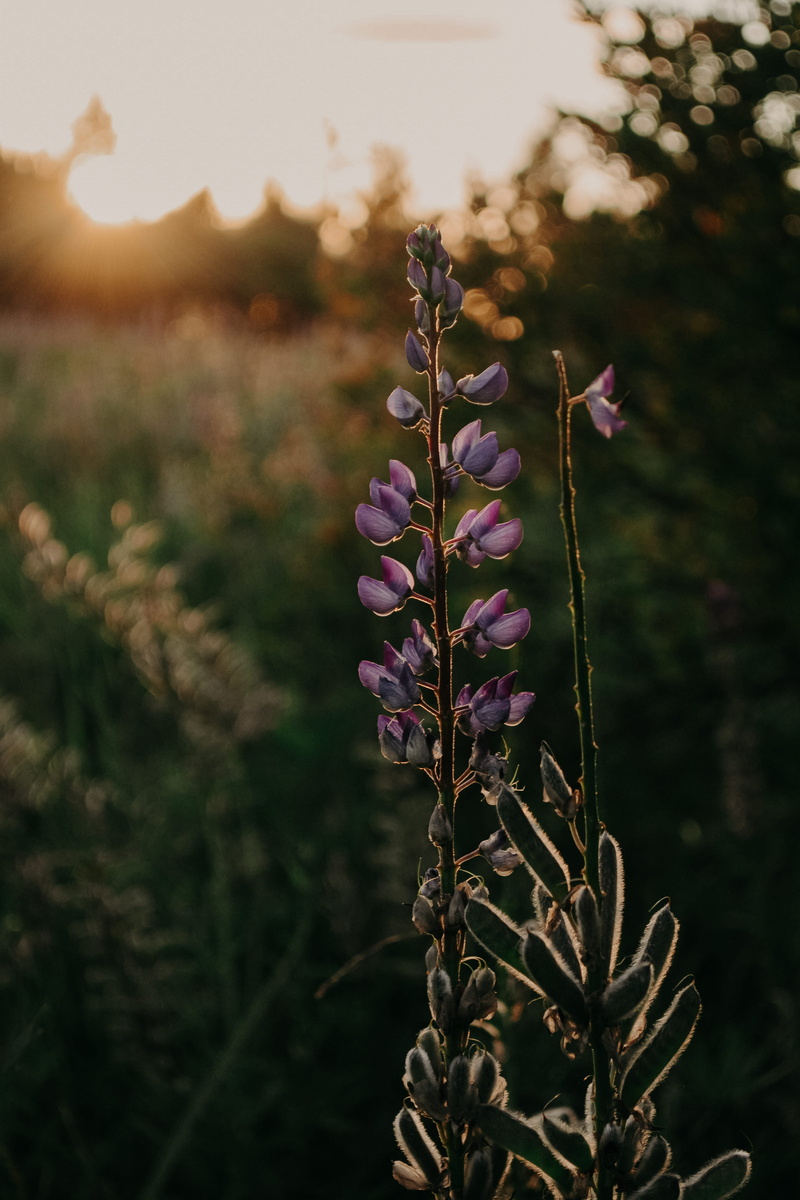 summer, lupines, first flowers, pink flowers, close-up, land, flower head, bokeh, vulnerability, beautiful, peonies, sky, field, grassland, roses, snowdrops