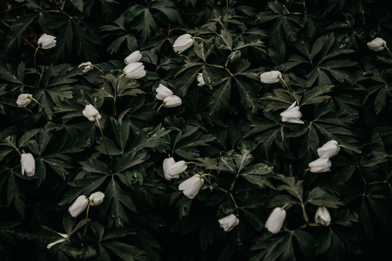 forest, darkness, freshness, tree, no people, green, close-up, first flower, dark, flower head, flowering plant, flower, contrast, 5K, field, white flower