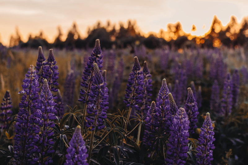 day, land, flower, 5K, fragility, wood, nature, flowers, white flower, fir tree, grassland, no people, close-up, violet flower, freshness, love, petaled