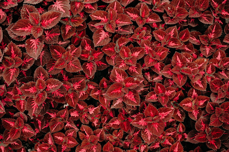 natural condition, red, day, pattern, flower, maple leaf, water, nature, backgrounds, outdoors, field, high angle view, repetition, waterfall, flowers