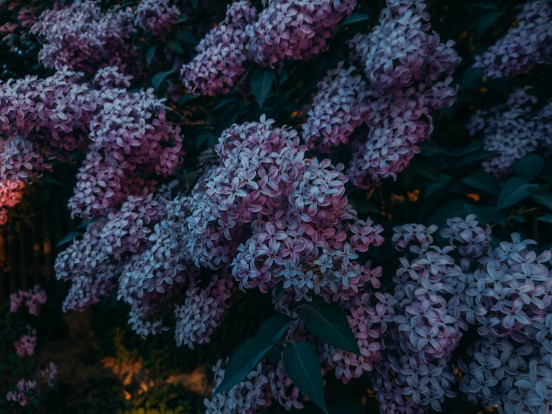 dark green, outdoors, freshness, flower head, green, 5K, flower, blossom, water, tree, photograph, focus on foreground, growth, plant, waterfall, inflorescence