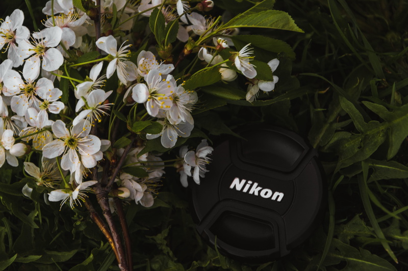 dslr, nikon camera, petaled, leaf, text, tulips, white, beauty in nature, communication, forest, flower, grassland, no people, garden, beautiful, love