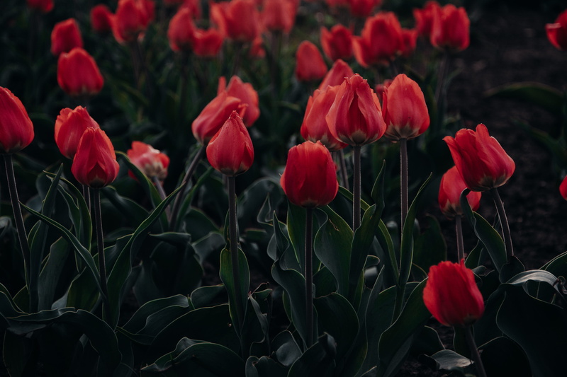 field, garden, 5K, no people, tulip, land, red tulip, beauty in nature, blossom, outdoors, wheat, vulnerability, love, petal, spring, red, flower head