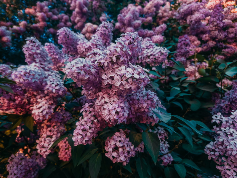 freshness, flower, field, flower head, nature, day, botany, bouquet, pink color, river, meadow, tree, flowering plant, beauty in nature, water, first flower