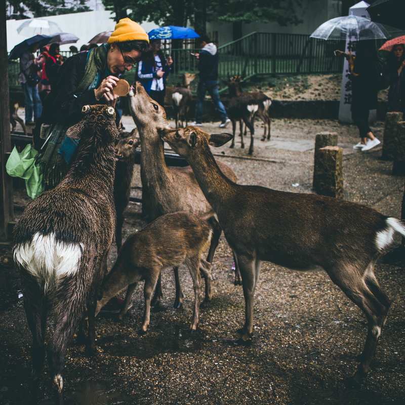 domestic, person, vertebrate, outdoors, animals in the wild, feeding, group of animals, pets, medium group of animals, day, mammal, animal themes, incidental people