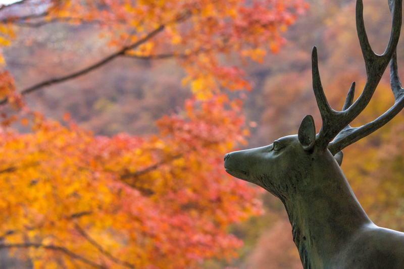 focus on foreground, maple, reviews, nature, beautiful woman, tree, plant, animal, deer, gallant, beauty in nature, antler, cool, close-up, forest, japan