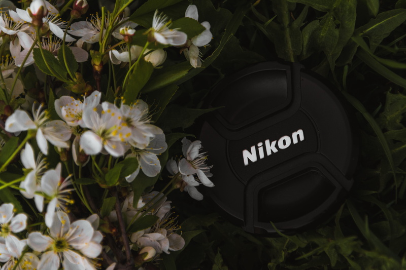 color, nature, greenwood, vulnerability, dark green plants, summer, bright, fog, lupines, mother nature, dark green, green color, blossom, close-up, nikon camera