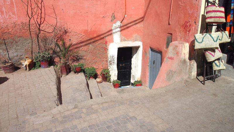 world, plants, potted, 4K, marrakech, diverse, front, door, home, green, eastern, morocco