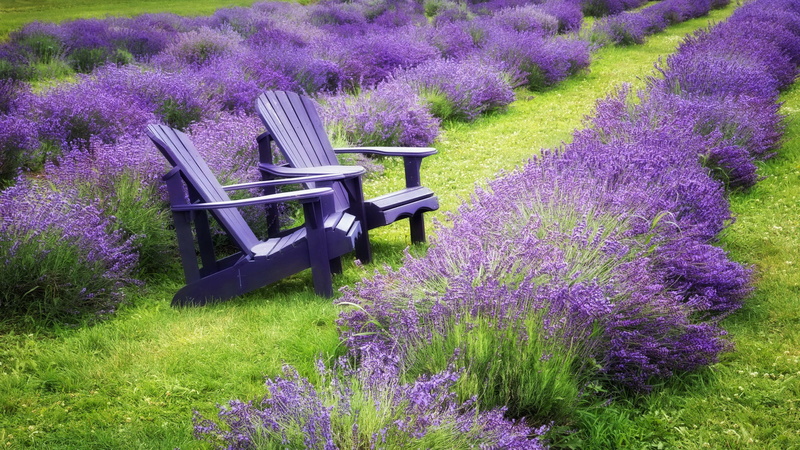 summer, chairs, adirondack, no people, plant, bench, landscape, tranquil scene, outdoors, flowering plant, tranquility, environment, lavender colored, two