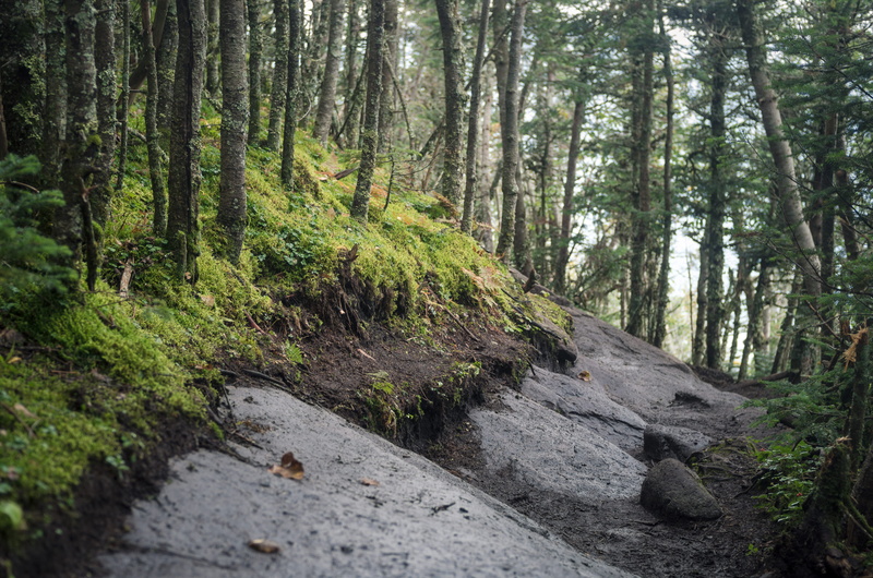 4K, scenics - nature, giant mountain, moss, trees, mountain, plant, nature, united states, growth, forest, flowing water, non-urban scene, tree trunk