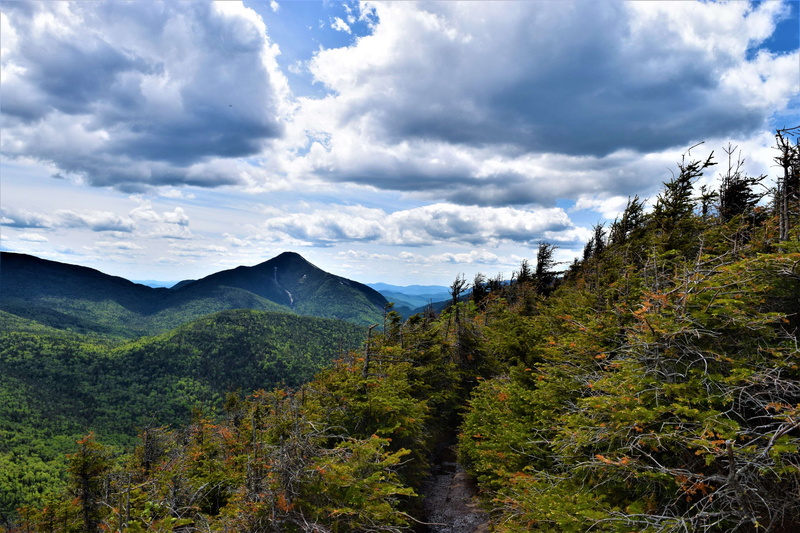 woodland, beauty in nature, nature, wilderness, pine woodland, day, tranquility, mountain peak, coniferous tree, pinaceae, tranquil scene, landscape, mountains