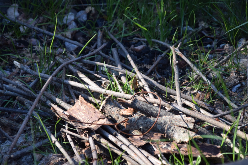 land, burlington, firepit, messy, wood, animal, animals in the wild, 5K, nature, close-up, plant, forest, dry, high angle view, leaf, animal wildlife