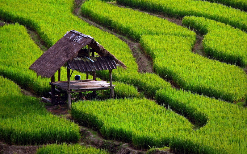 agriculture, 2K, crop, widescreen, built structure, environment, plant, hut, land, plantation, rice, beauty in nature, rice paddy, gardening