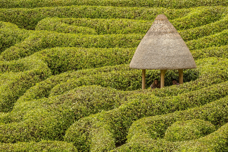 landscape, glendurgan, pattern, agriculture, tea crop, maze, green, beauty in nature, environment, nature, scenics - nature, 4K, growth, tranquility, grass