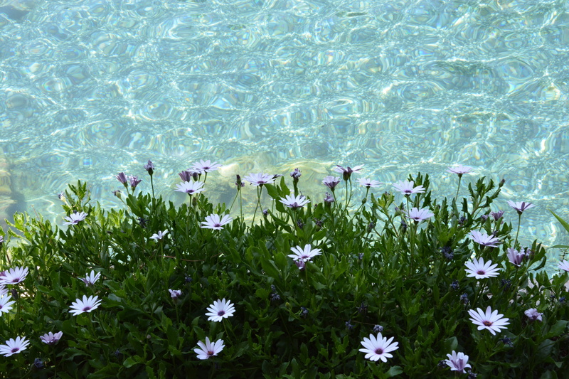 green, turkey, 5K, landscape, floating on water, outdoors, pamukkale, petal, beauty in nature, leaf, flower head, sea, white, journey, beauty, living nature