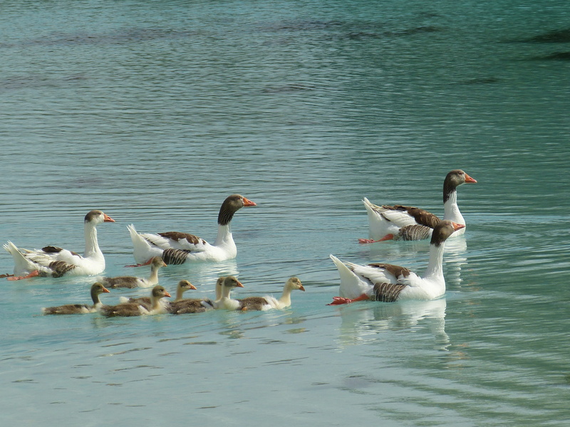 lime sinter terrace, animals in the wild, water, swimming, vertebrate, day, animal, ducks, animal family, swim, nature, boy, lake, gosling, pamukkale, family