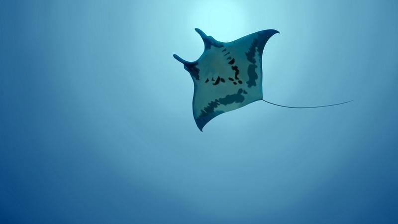 cartilaginous fish, batoids, 4K, stingray, fin, azure, manta ray, marine, underwater, fish, ocean, giant oceanic manta ray, water, sky, blue water