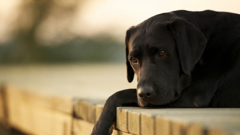 domestic animals, retriever, dog, labrador retriever, animal, no people, close-up, relaxation, canine, 4K, domestic, pets, animal themes, animal body part