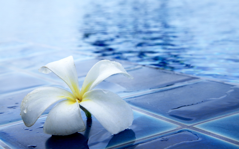 refreshing, inflorescence, blue, beauty in nature, purple, summer, 5K, flower head, freshness, outdoors, day, no people, plumeria, nature, side, white