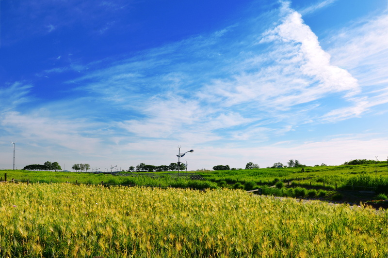 field, 5K, agriculture, pm, outdoors, sky park, environment, plant, blue sky, seoul, nature, land, barley field, grass, landscape, wind, the people i enjoy