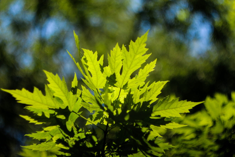 coniferous tree, trees, focus on foreground, leaf, pm, growth, food, maple leaf, day, selective focus, 5K, no people, plant, the foliage, pine tree, nature