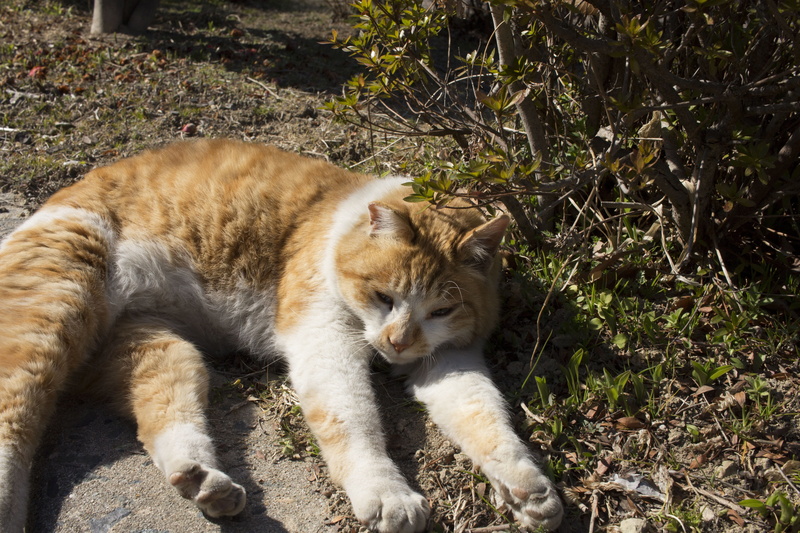 Siesta, animal, stretching, sunlight, feline, outdoors, pm, pets, vertebrate, animal head, high angle view, mammal, no people, cute, land, Cat, domestic animals